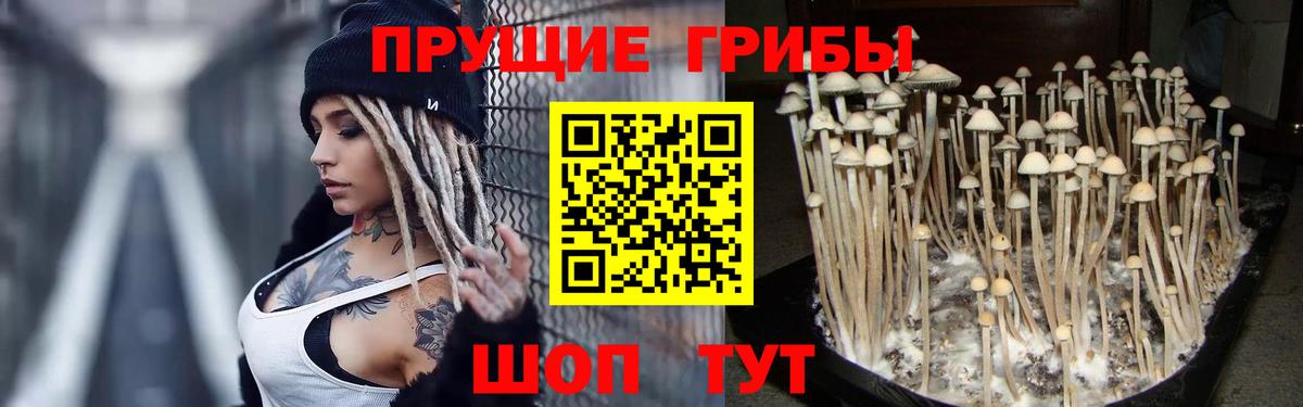 Галлюциногенные грибы Psilocybine cubensis  Вход с VPN  Сибай 